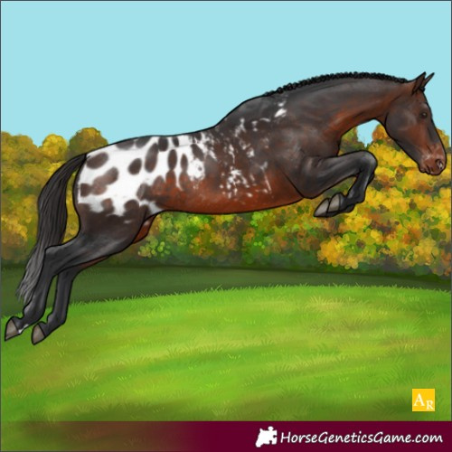 Horse Color:Brown Appaloosa Rabicano