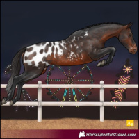 Horse Color:Brown Blanket Rabicano