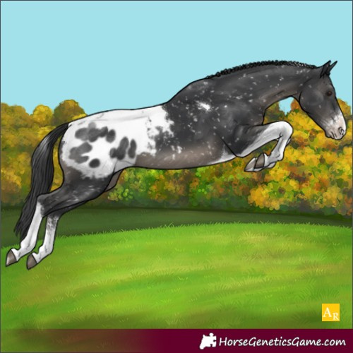 Horse Color:Black Sabino Tobiano Appaloosa