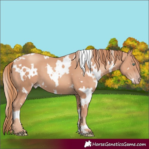 Horse Color:White Spotted Gold Champagne
