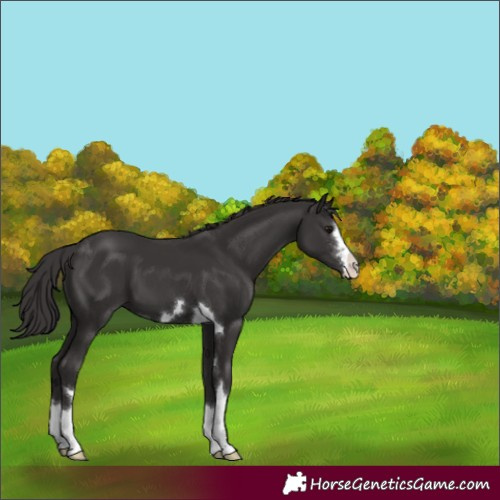 Horse Color:Smoky Black