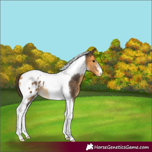 Horse Color:Buckskin Tobiano Appaloosa 