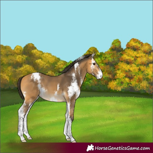 Horse Color:Buckskin Sabino