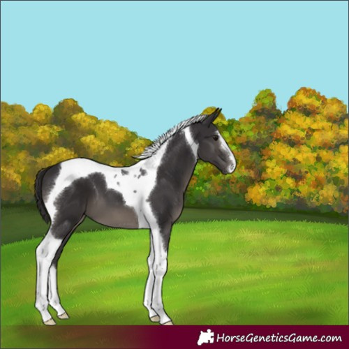 Horse Color:Smoky Black Splash Tobiano