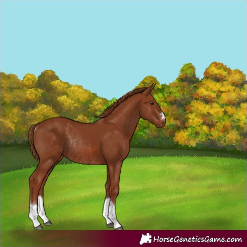 Horse Color:Chestnut Rabicano 