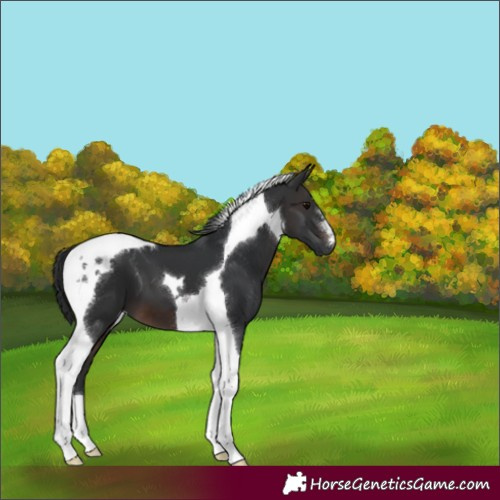 Horse Color:Brown Tobiano 