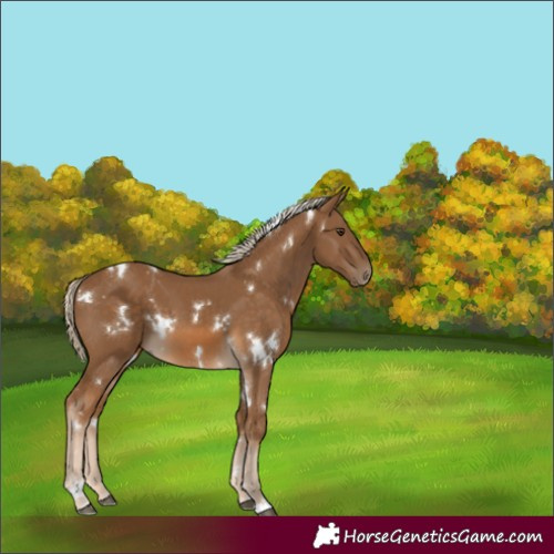 Horse Color:White Spotted Chocolate Palomino 