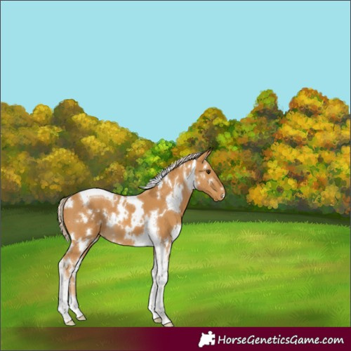 Horse Color:White Spotted Palomino Tobiano