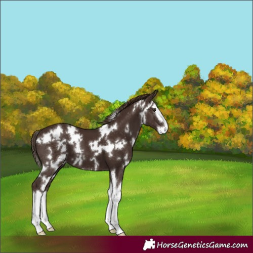 Horse Color:White Spotted Liver Chestnut Splash 