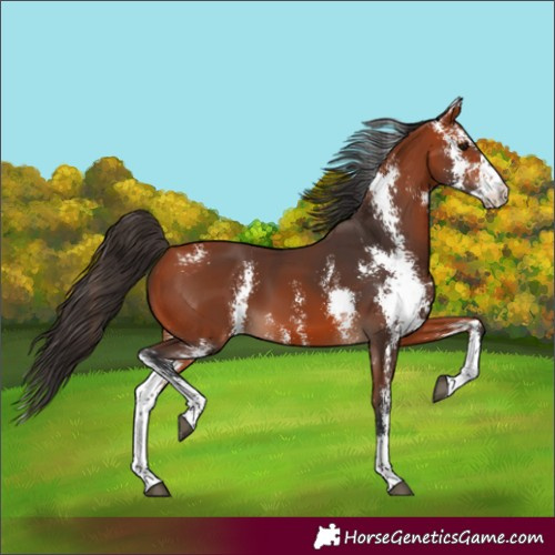 Horse Color:Bay Sabino 