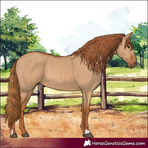Horse Color:Red Dun 
