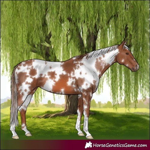 Horse Color:White Spotted Chestnut