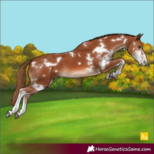 Horse Color:Unknown 