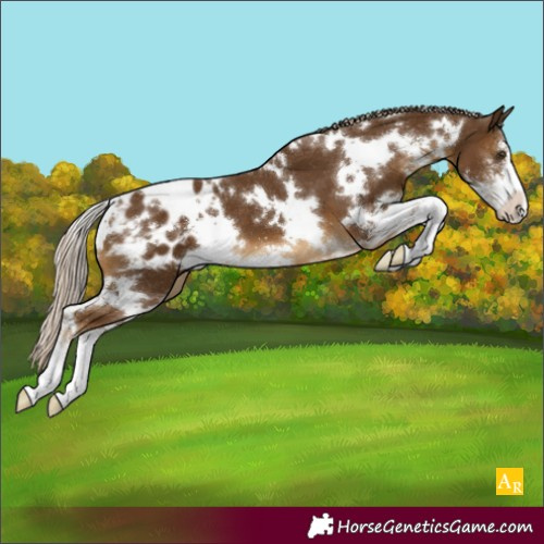 Horse Color:Unknown 