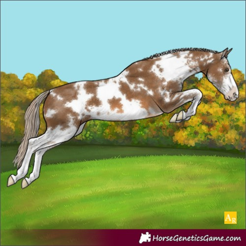 Horse Color:White Spotted Chocolate Palomino Sabino