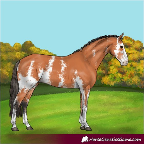 Horse Color:Bay Sabino
