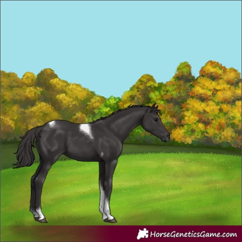 Horse Color:Smoky Black Tobiano