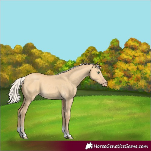 Horse Color:Silver Amber Cream Champagne Dun Tobiano