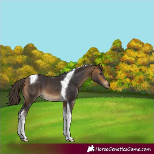 Horse Color:Buckskin Tobiano