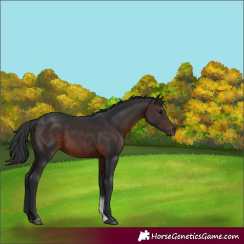 Horse Color:Brown Tobiano 