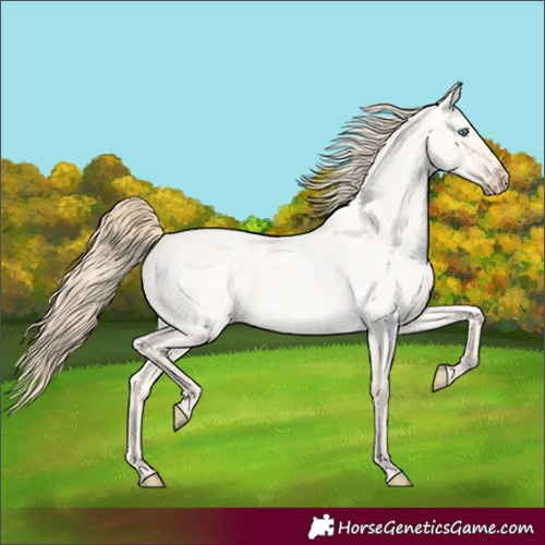 Horse Color:Perlino Roan Dun 