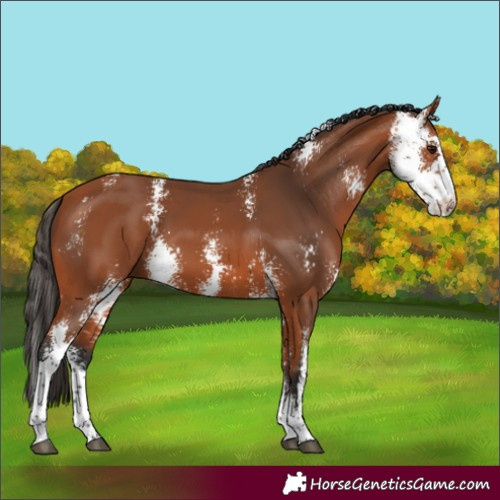 Horse Color:Bay Sabino 