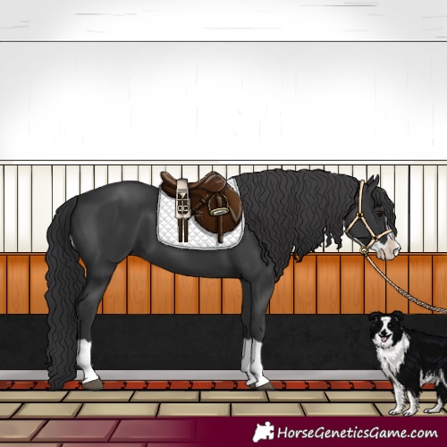 Horse Color:Black Splash 