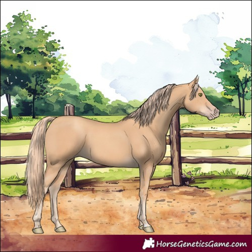 Horse Color:Gold Champagne