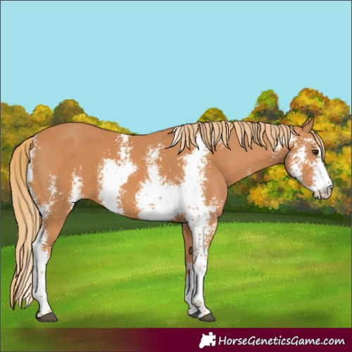 Horse Color:Chestnut Sabino 