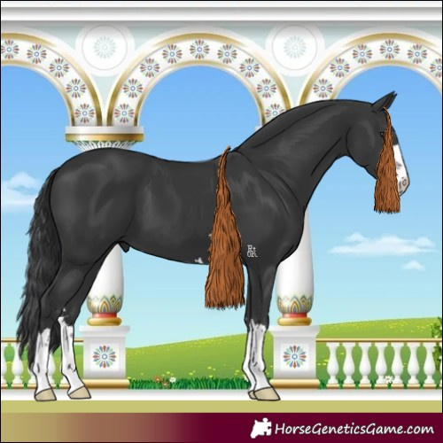 Horse Color:Black 