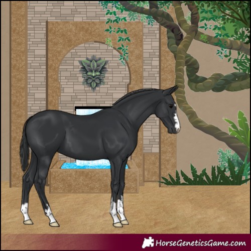 Horse Color:Black 