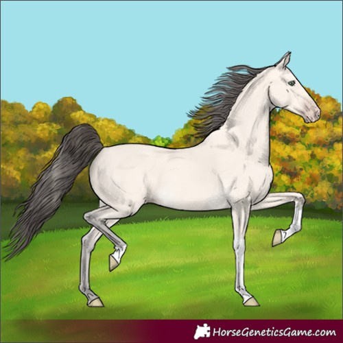 Horse Color:Amber Cream Champagne Tobiano 