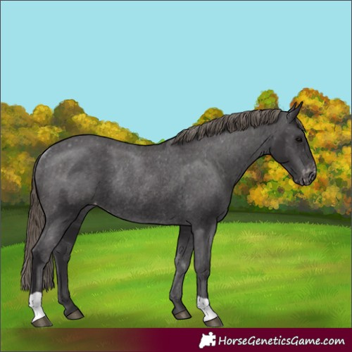 Horse Color:Smoky Black Appaloosa Rabicano 