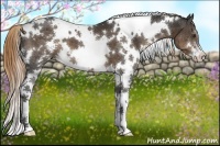 Horse Color:White Spotted Liver Chestnut Sabino