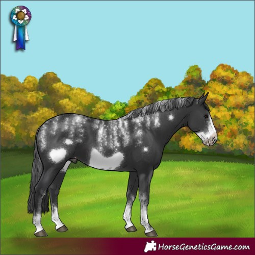 Horse Color:Powder White Black Sabino Frame Appaloosa