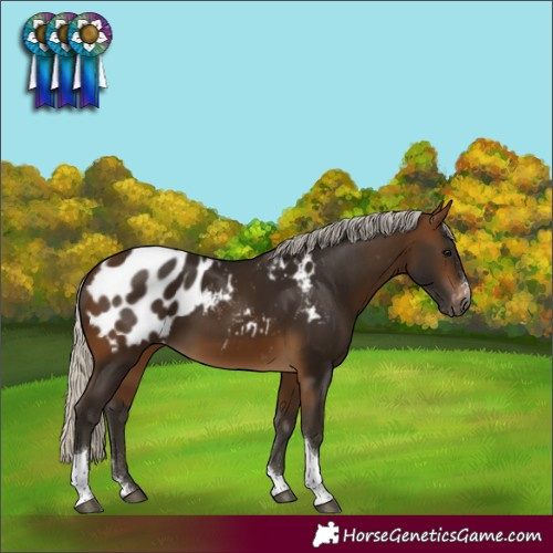 Horse Color:Gray Silver Buckskin Sabino Tobiano Appaloosa 