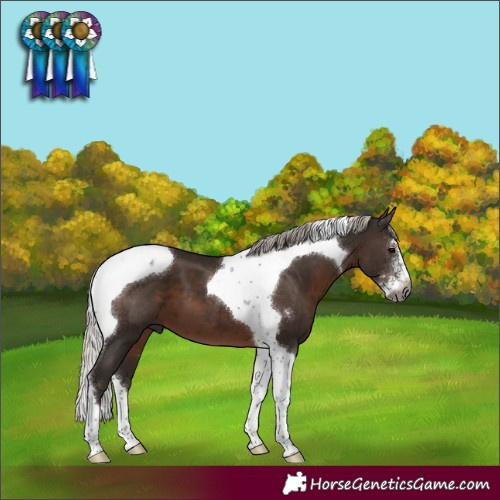 Horse Color:Gray Silver Black Sabino Tobiano