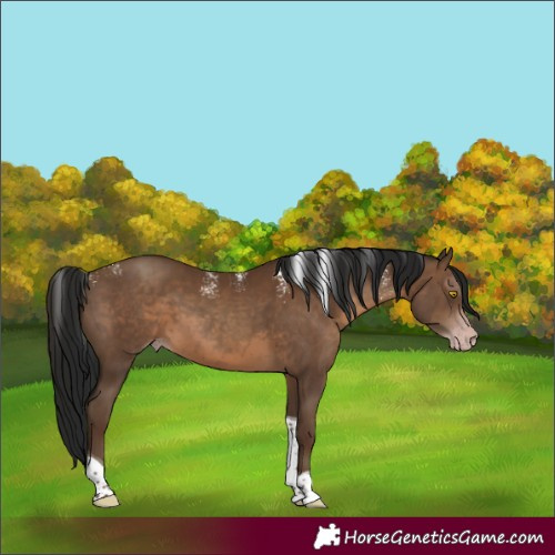 Horse Color:Powder White Gray Sable Champagne Tobiano