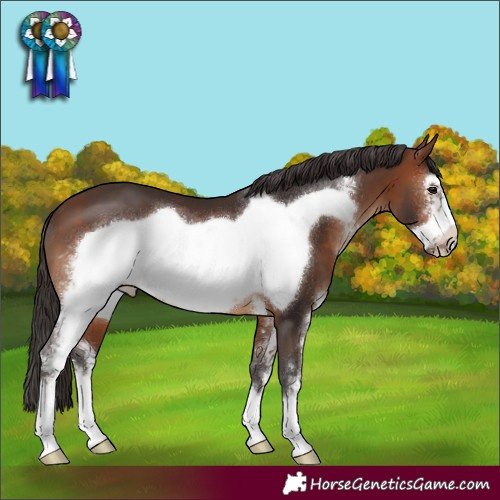 Horse Color:Brown Sabino Frame