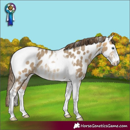 Horse Color:Sable Cream Champagne Sabino Tobiano Near Leopard Rabicano