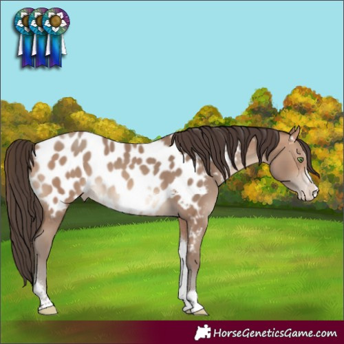 Horse Color:Sable Champagne Tobiano Frame Appaloosa Rabicano