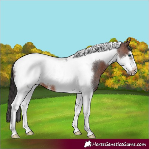 Horse Color:Brown Roan Tobiano Frame 