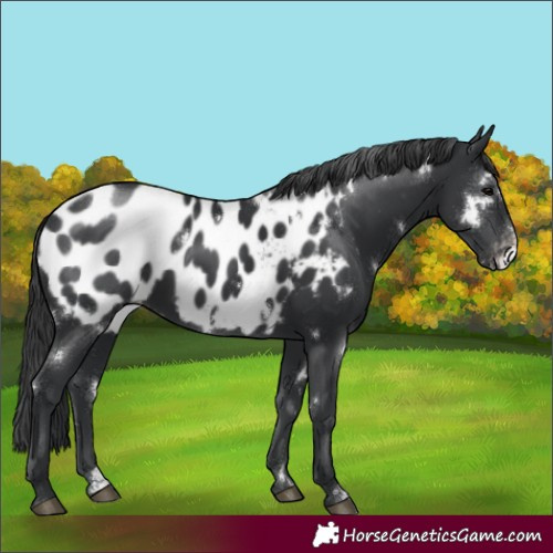 Horse Color:White Spotted Black Sabino Appaloosa 