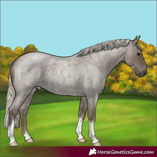 Horse Color:Silver Smoky Blue Roan 