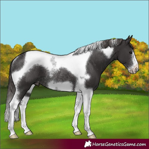 Horse Color:Smoky Black Tobiano Frame Appaloosa Rabicano
