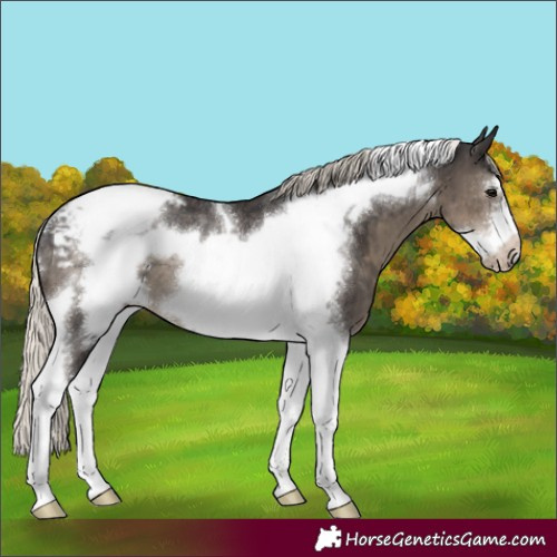 Horse Color:Silver Smoky Black Sabino Tobiano Frame Varnish Rabicano