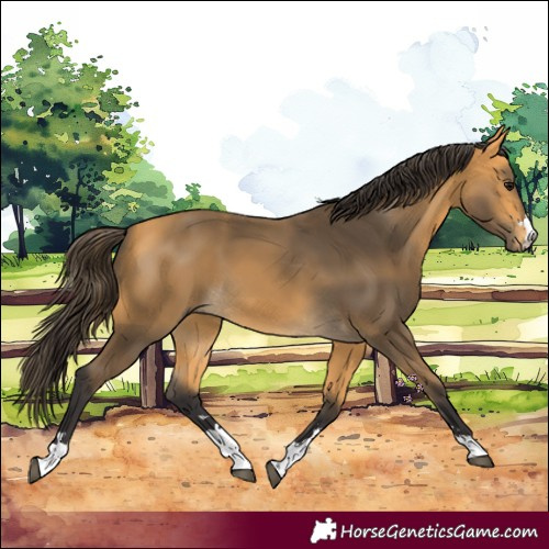 Horse Color:Buckskin