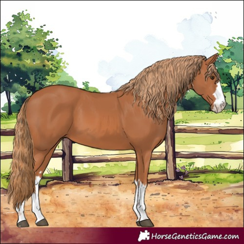 Horse Color:Chestnut 