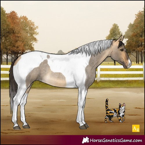 Horse Color:Buckskin Roan Dun Tobiano 