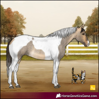 Horse Color:Buckskin Roan Dun Tobiano